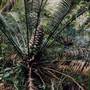 Kempsey State Forests