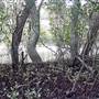 Lane Cove River
