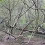 Lane Cove River