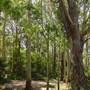 Lane Cove National Park