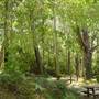 Lane Cove National Park