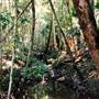 Sugar Creek trail - Wallingat National Park