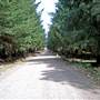 The Firs Picnic Area - Stewarts Brook State Forest