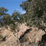 Lithgow Township & Surrounds