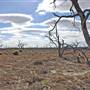 Menindee