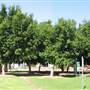 Ourimbah Campus, University of Newcastle