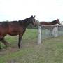 Lomar Park Stud