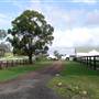 Lomar Park Stud