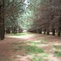 Macquarie Woods - Vittoria State Forest