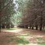Macquarie Woods - Vittoria State Forest