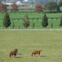 Malniri Park Stud