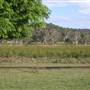 Tea Tree Estate