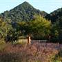 Mullumbimby Area