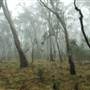 New England National Park