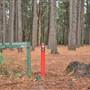 Olney State Forest