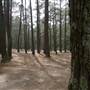 Newnes State Forest