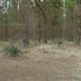 Newnes State Forest