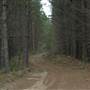 Newnes State Forest