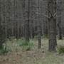 Newnes State Forest