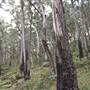 Mount Victoria