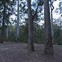 Murphy's Glen campground - Blue Mountains National Park