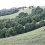 Rolling Hills - Southern Highlands