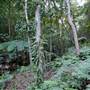 Royal National Park