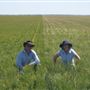 Tulloona barley crop, north of Moree
