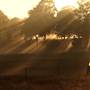 Uralla