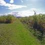 Sugar Cane Fields, Condong