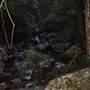 Terania Creek picnic area & Protesters Falls walking track