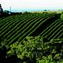 Zentveld's Coffee Plantation