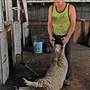 Sheep Station