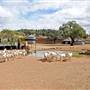 Sheep Station
