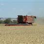 Wheat Crop, near Cowra