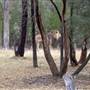 Taronga Western Plains Zoo - Dubbo