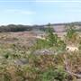 Penrose State Forest - Southern Highlands