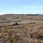 Penrose State Forest - Southern Highlands