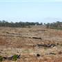 Penrose State Forest - Southern Highlands