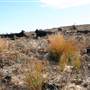 Penrose State Forest - Southern Highlands