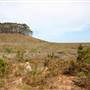 Penrose State Forest - Southern Highlands
