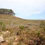 Penrose State Forest - Southern Highlands