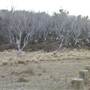 Thredbo