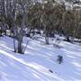 Thredbo