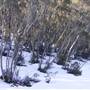 Thredbo