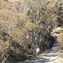 Thredbo