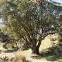 Thredbo