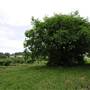 Wilgro Orchard