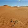 Perry Sandhills