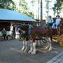 Timbertown